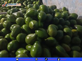 Alpukat Ranau, Emas Hijau dari Oku Selatan yang Menggerakkan Ekonomi Warga